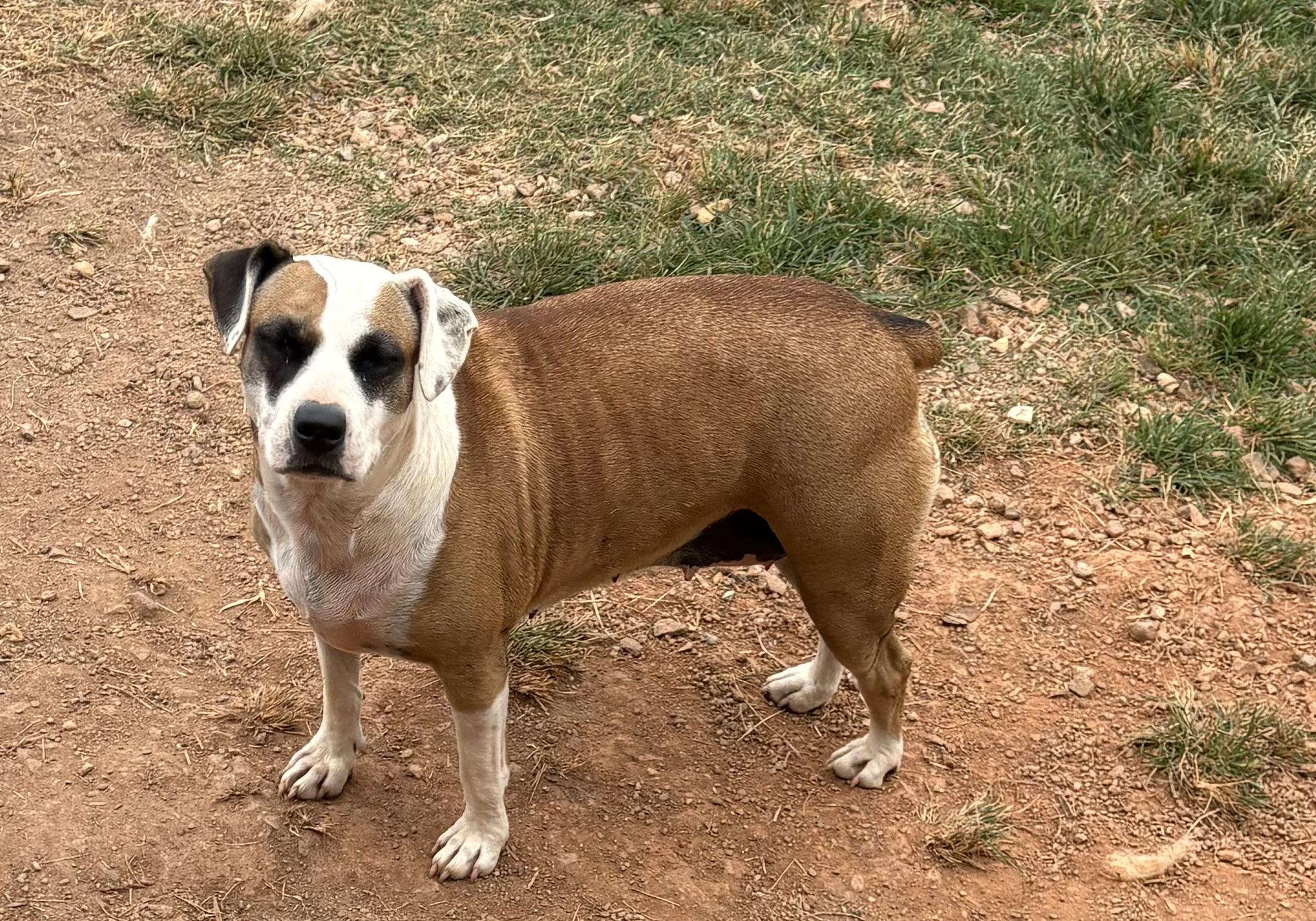 Erma Jane, ADOPTABLE, Adult Female Coonhound & American Bulldog.