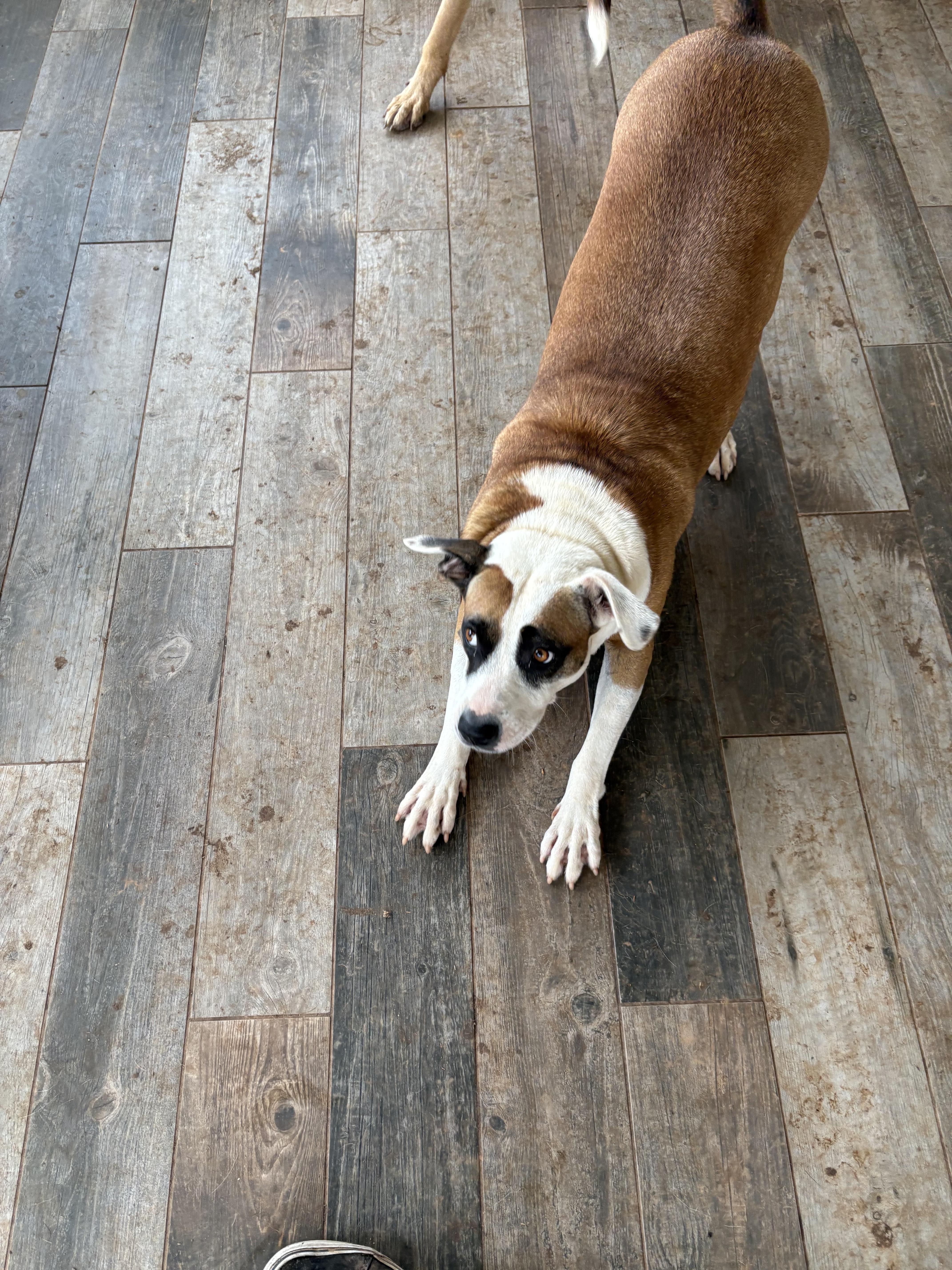 Erma Jane, a ADOPTABLE mixed breed in Williamston, SC image 2/4