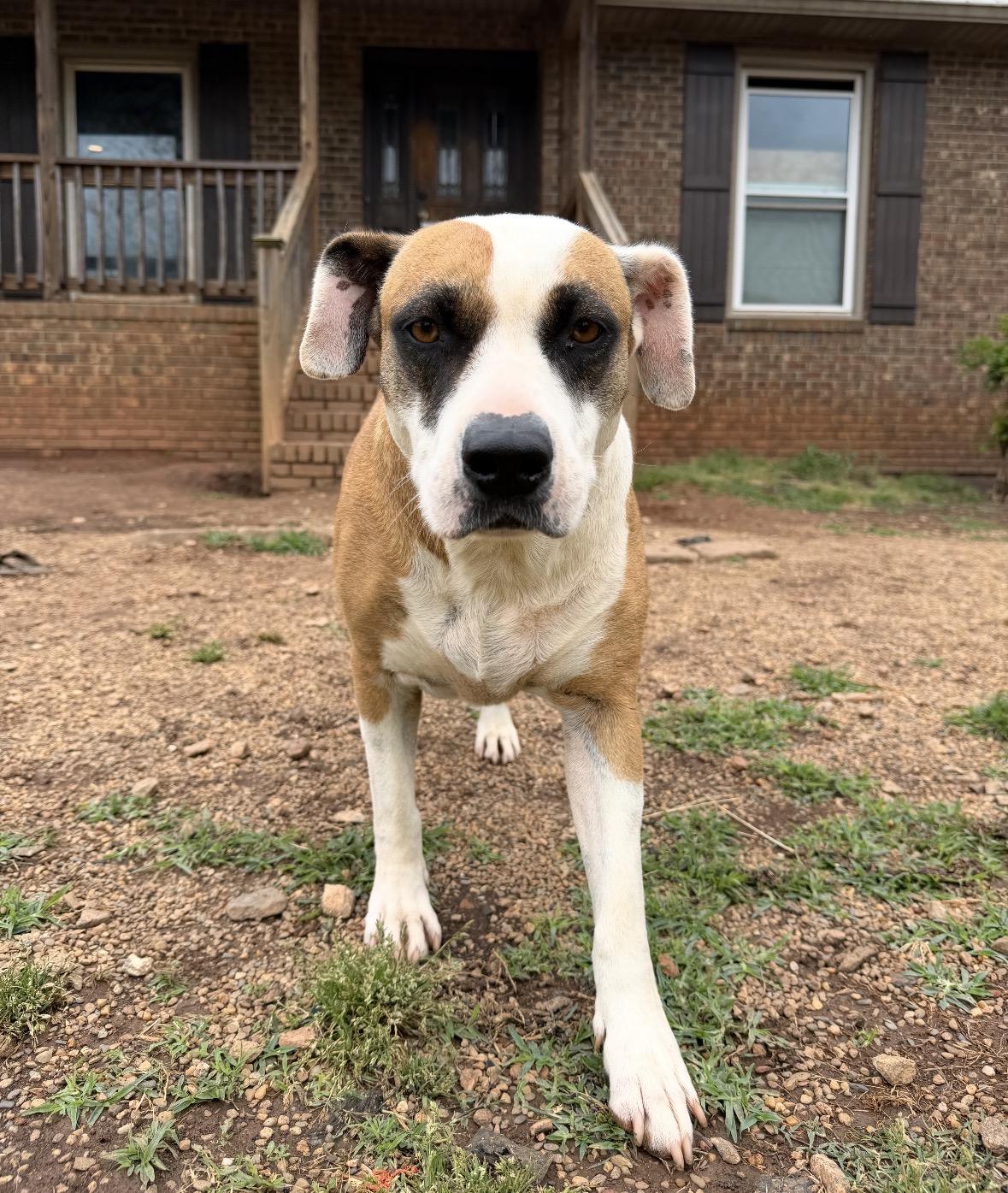 Erma Jane, ADOPTABLE, Adult Female Coonhound & American Bulldog.