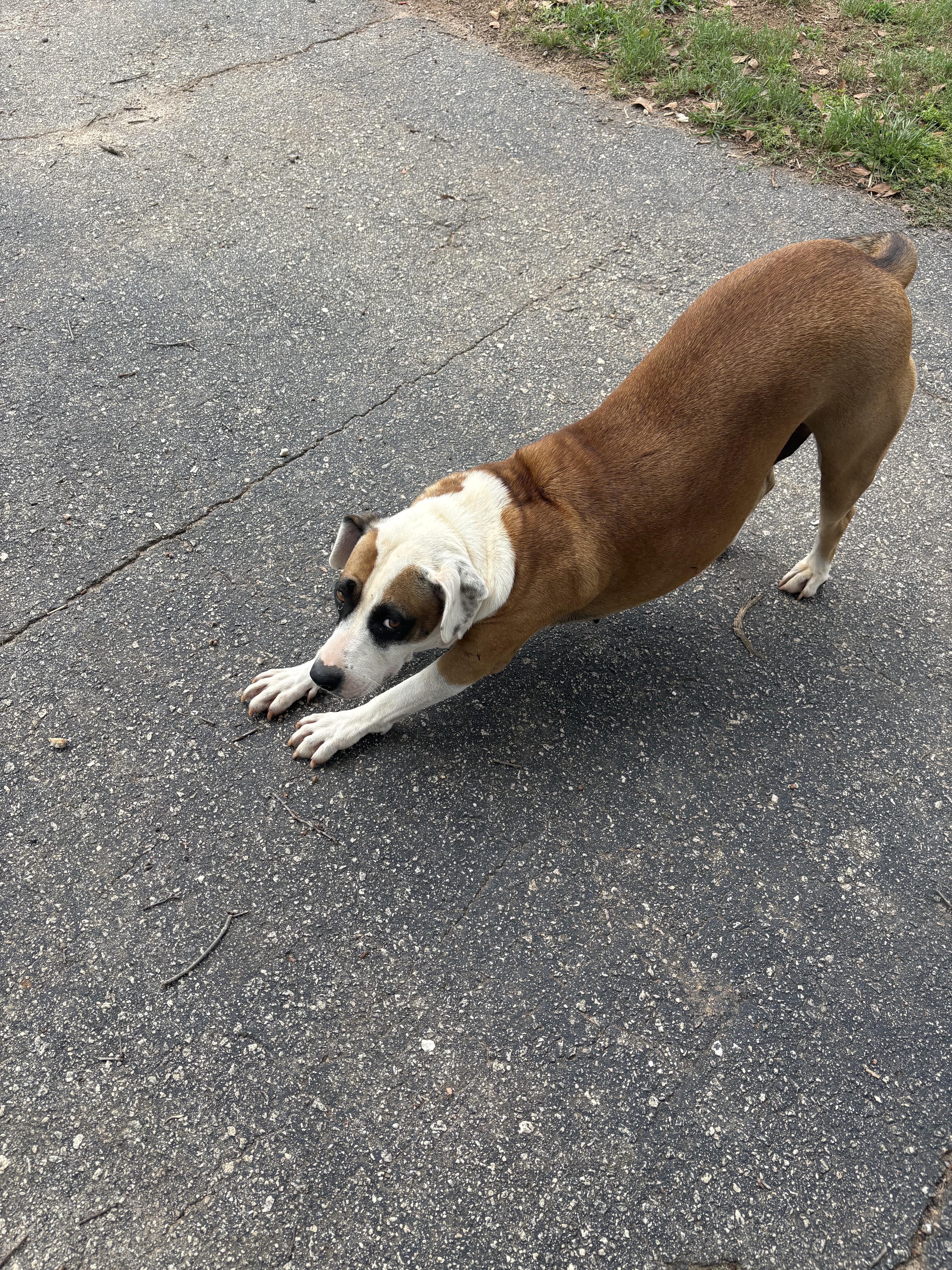 Erma Jane, a ADOPTABLE mixed breed in Williamston, SC image 3/4