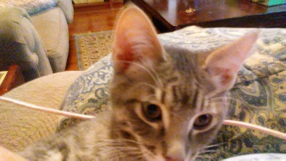 Little Gray, Adoptable, Kitten Male Domestic Short Hair.