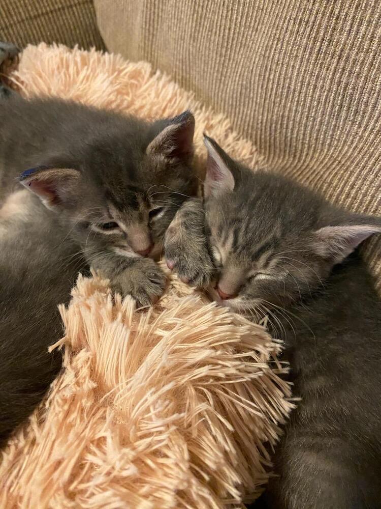 Enlarge Little Gray, a Adoptable mixed breed in Bellevue, NE image 2/4