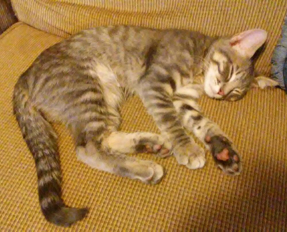 Enlarge Little Gray, a Adoptable mixed breed in Bellevue, NE image 3/4