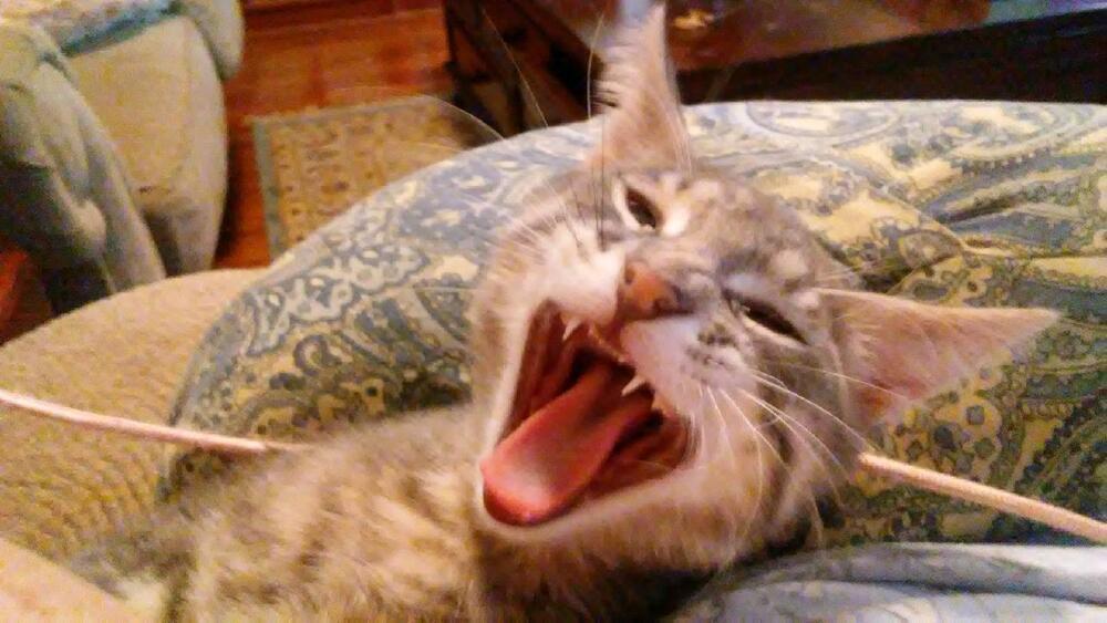 Enlarge Little Gray, a Adoptable mixed breed in Bellevue, NE image 4/4