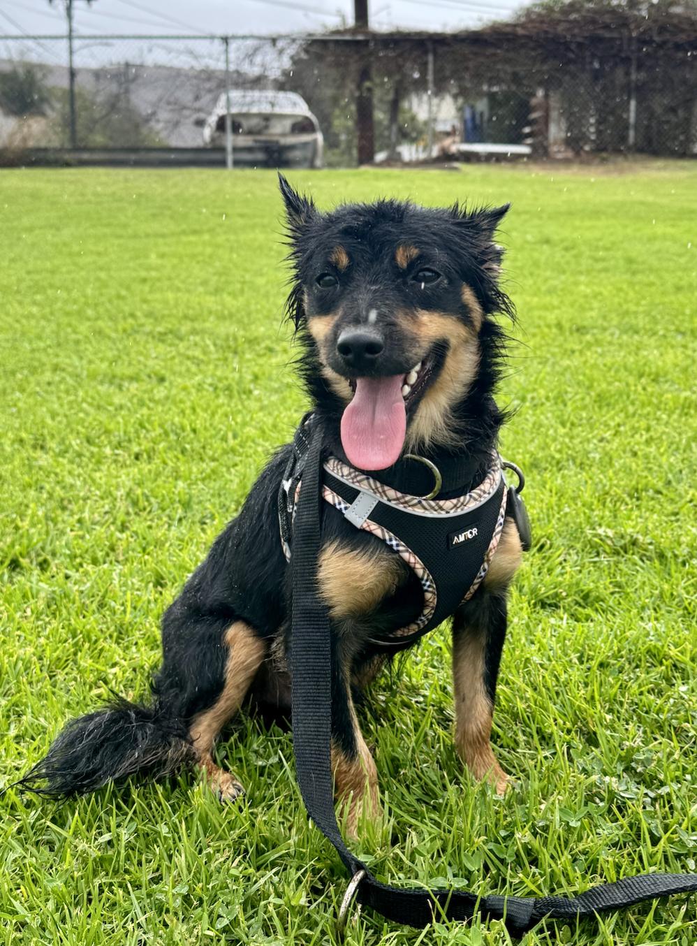 Ozzy, a Adopted mixed breed in Carlsbad, CA image 5/6