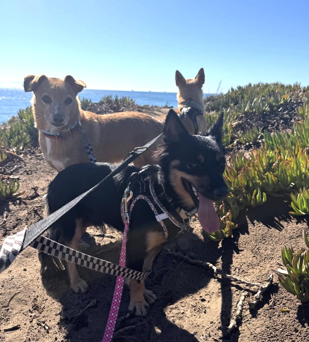 Ozzy, Adopted, Young Male Chihuahua.