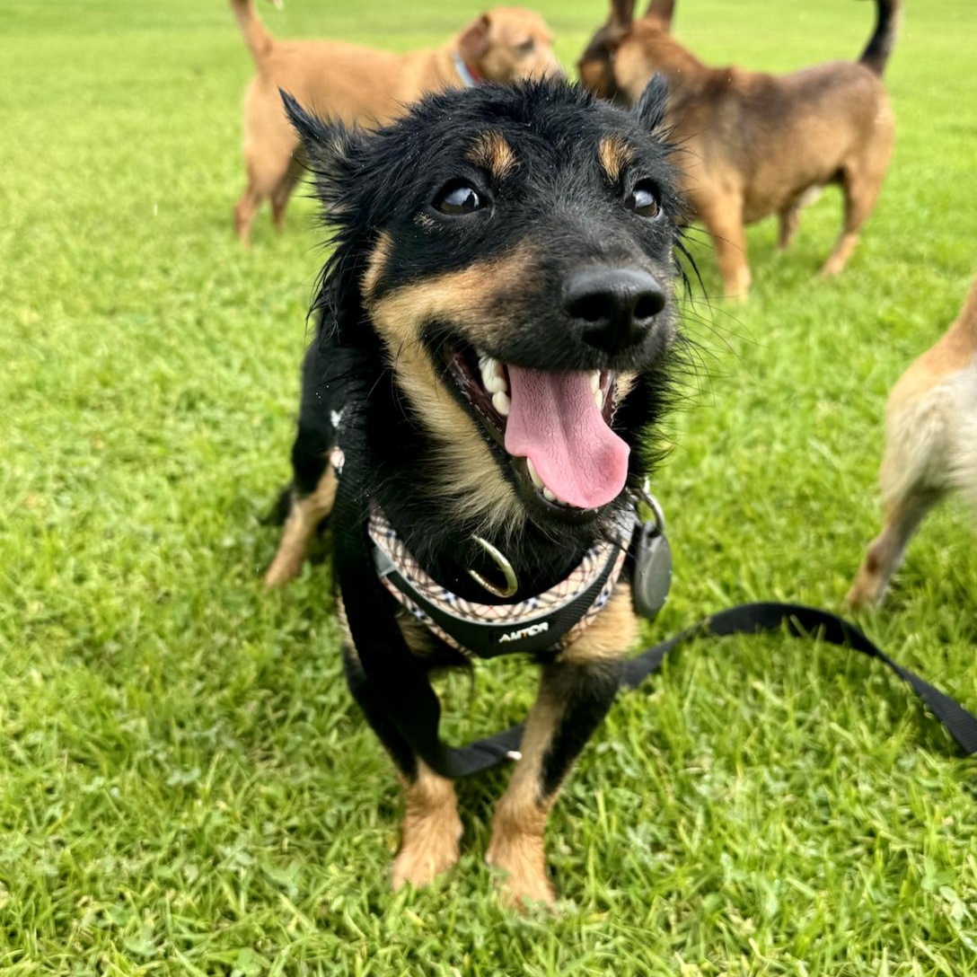 Ozzy, a Adopted mixed breed in Carlsbad, CA image 3/6