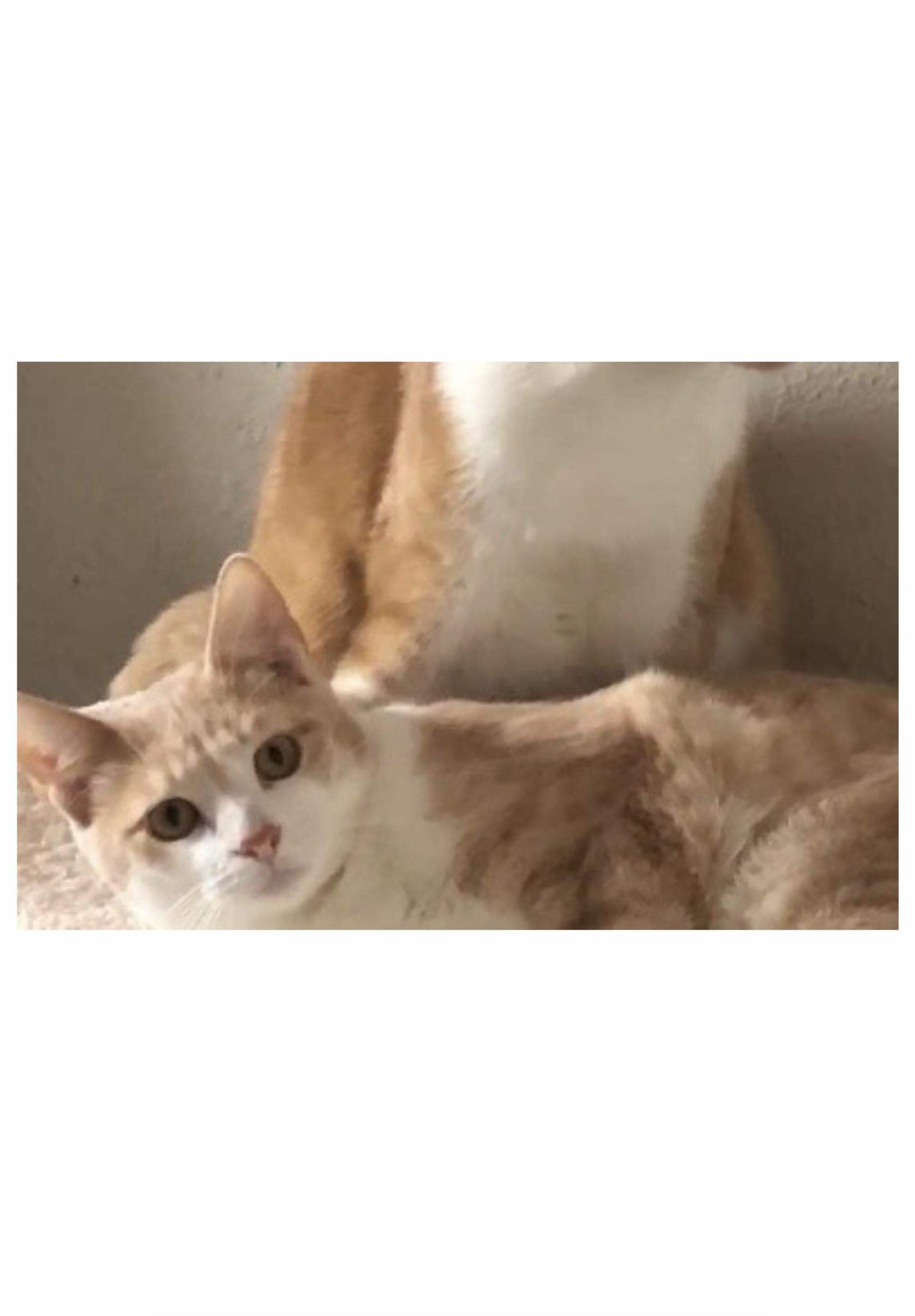 Gabriel - Courtesy Post, Adoptable, Young Male Tabby & Domestic Short Hair.