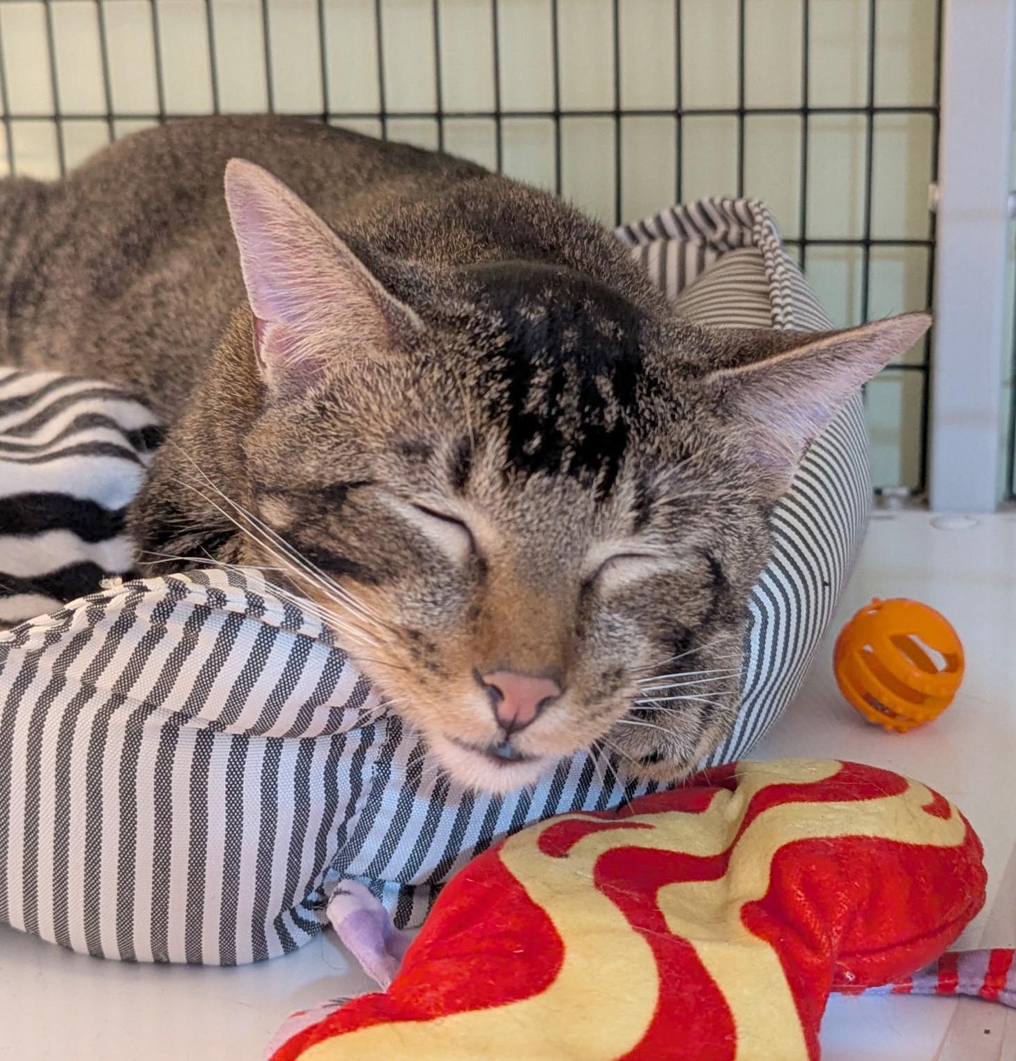 Enlarge AC, a Adoptable Tabby in Parkville, MO image 4/6