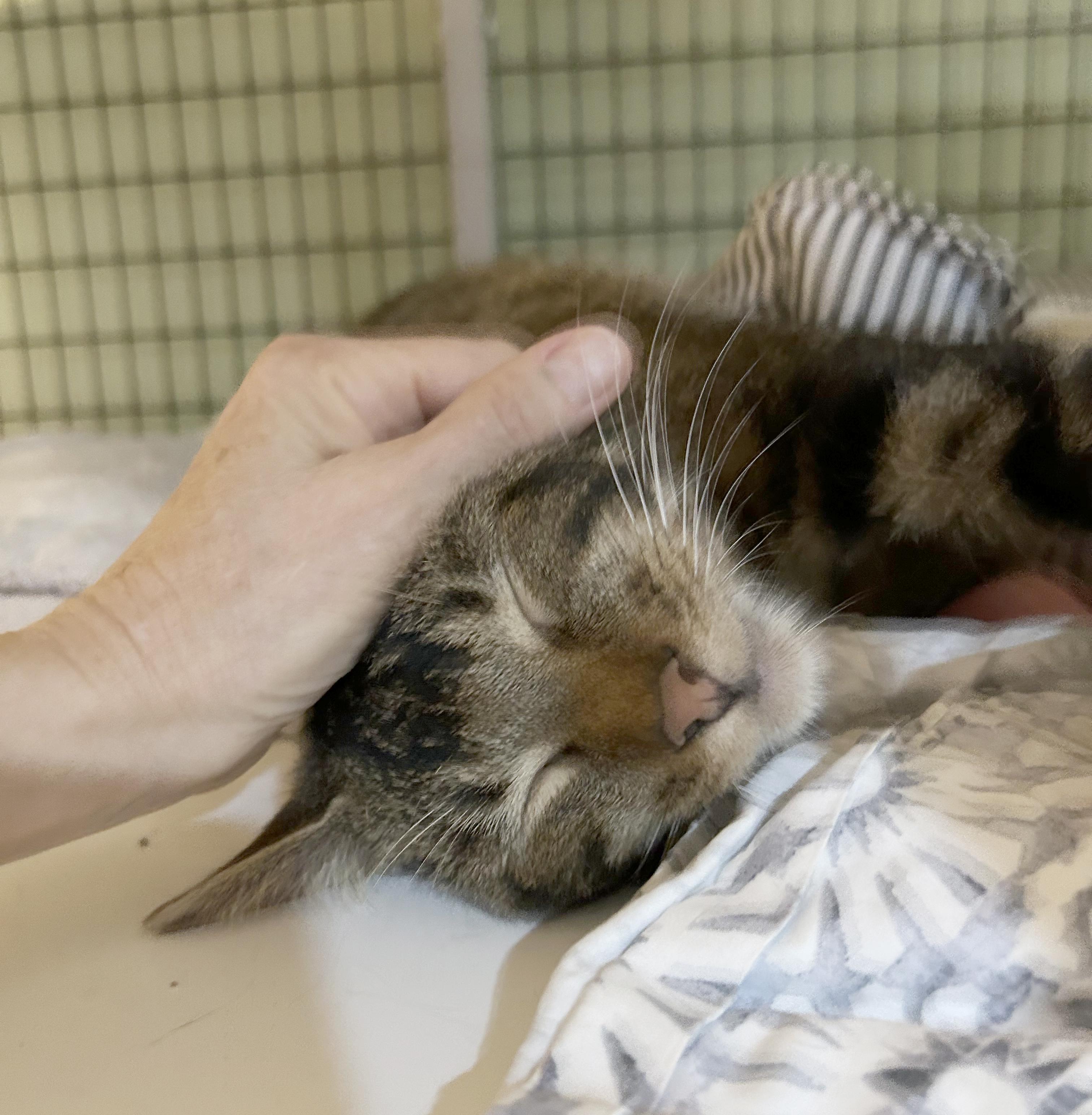 Enlarge AC, a Adoptable Tabby in Parkville, MO image 5/6