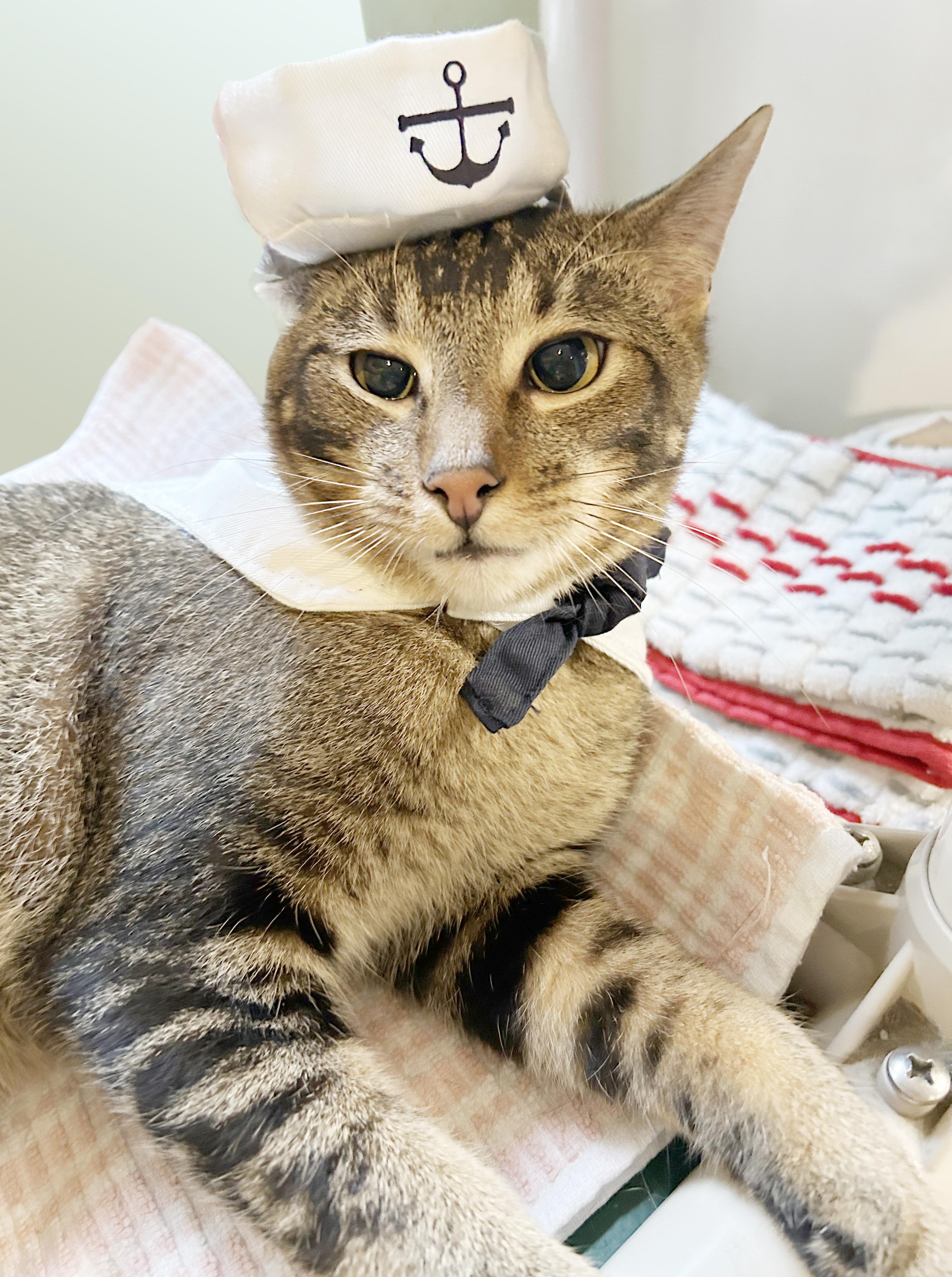 Enlarge AC, a Adoptable Tabby in Parkville, MO image 1/6
