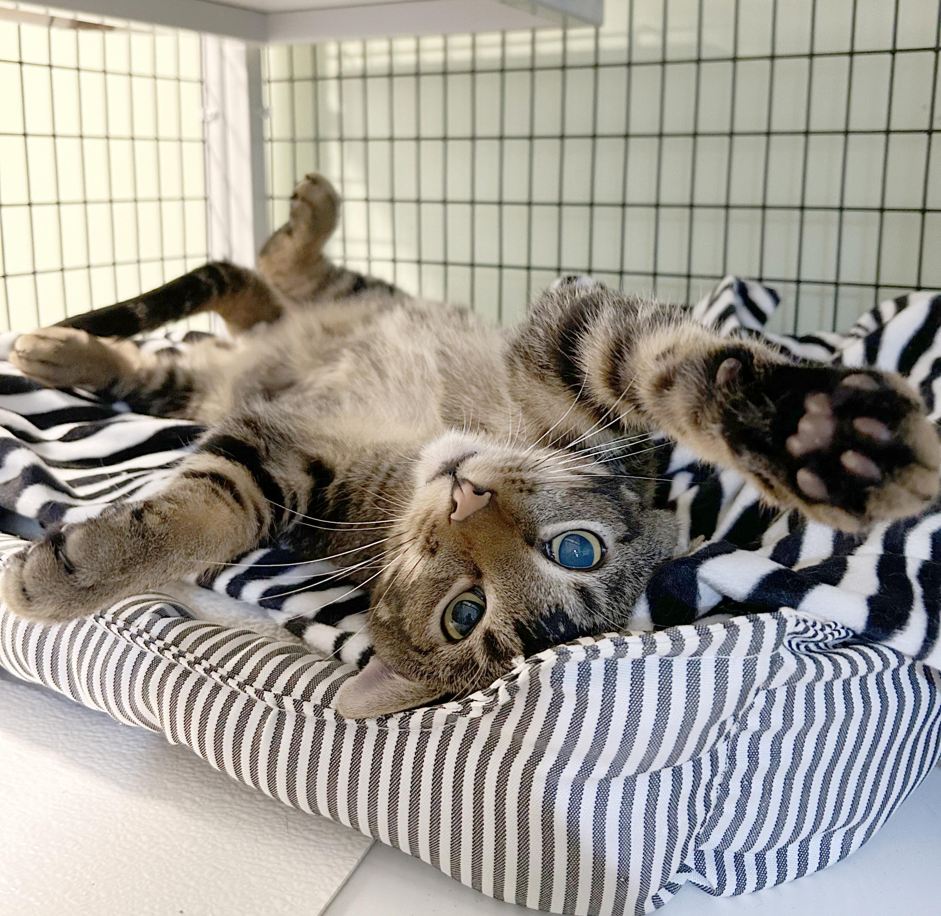 Enlarge AC, a Adoptable Tabby in Parkville, MO image 3/6