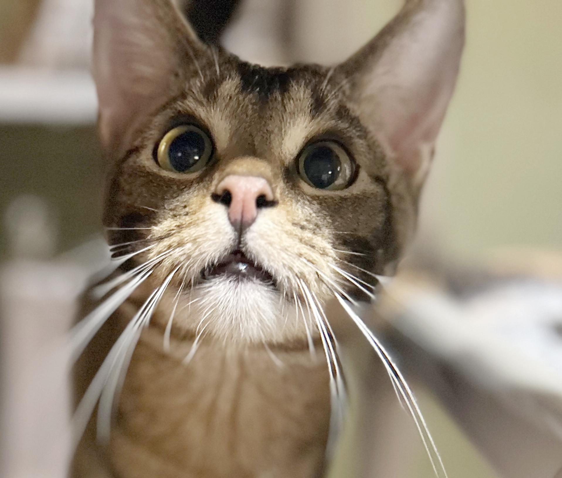 Enlarge AC, a Adoptable Tabby in Parkville, MO image 2/6