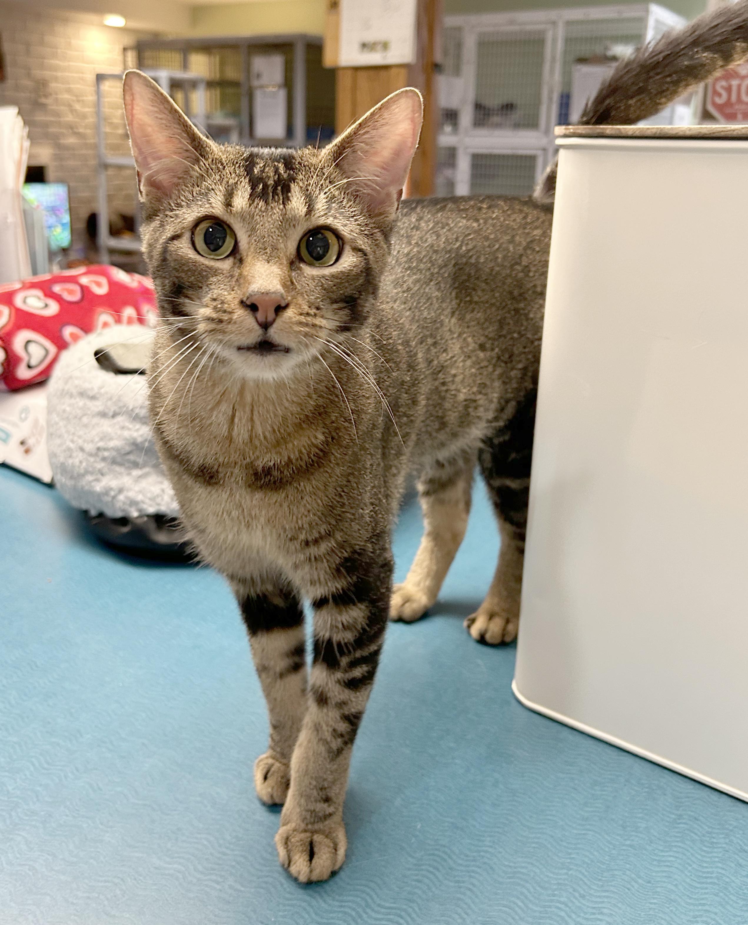 Enlarge AC, a Adoptable Tabby in Parkville, MO image 6/6