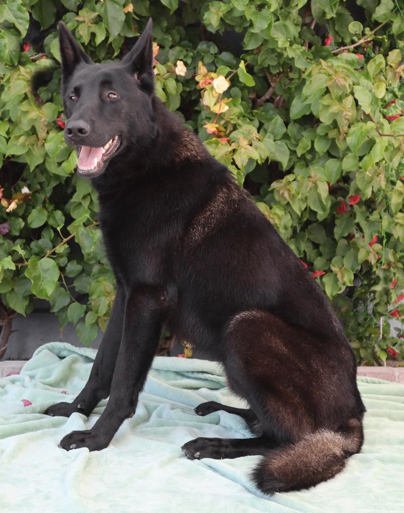 Enlarge *Peter von Prenzlau, an adopted German Shepherd Dog in Los Angeles, CA image 5/6