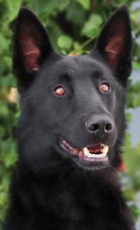 Enlarge *Peter von Prenzlau, an adopted German Shepherd Dog in Los Angeles, CA image 1/6
