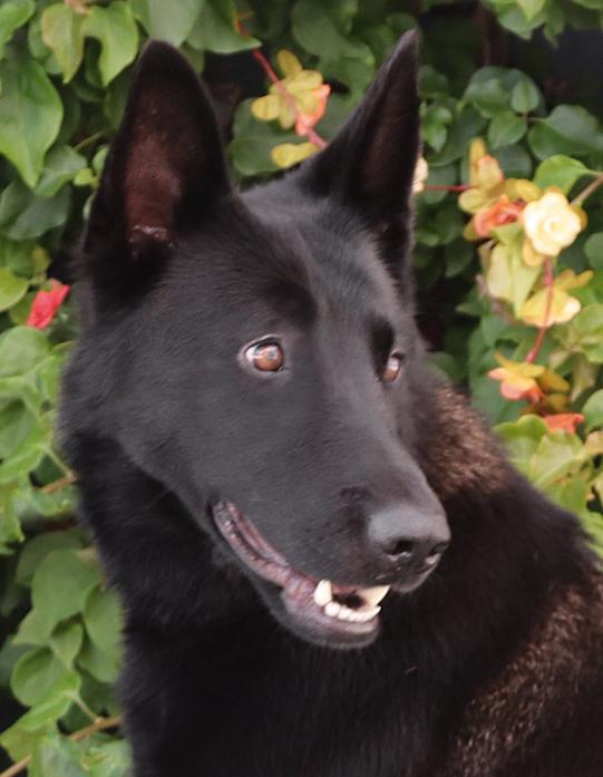 Enlarge *Peter von Prenzlau, an adopted German Shepherd Dog in Los Angeles, CA image 4/6