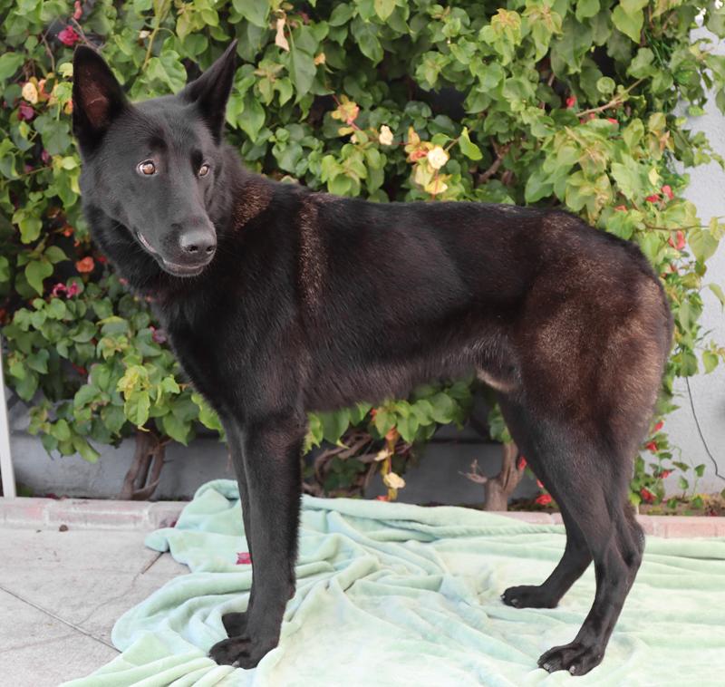 Enlarge *Peter von Prenzlau, an adopted German Shepherd Dog in Los Angeles, CA image 6/6