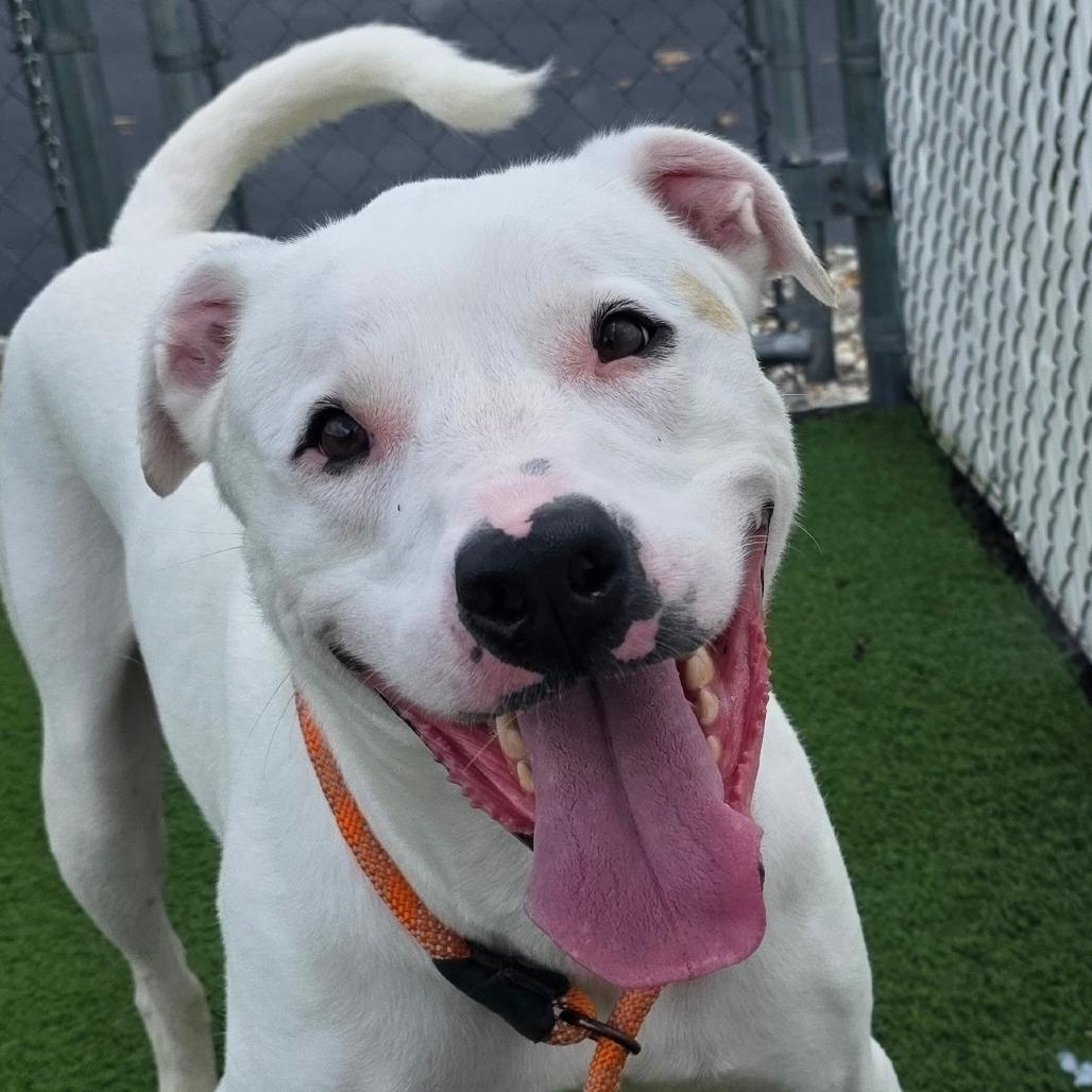 Zero, Adoptable, Adult Male Pit Bull Terrier.
