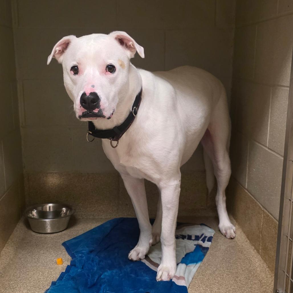 Enlarge Zero, a Adoptable Pit Bull Terrier in Bristol, IN image 2/6
