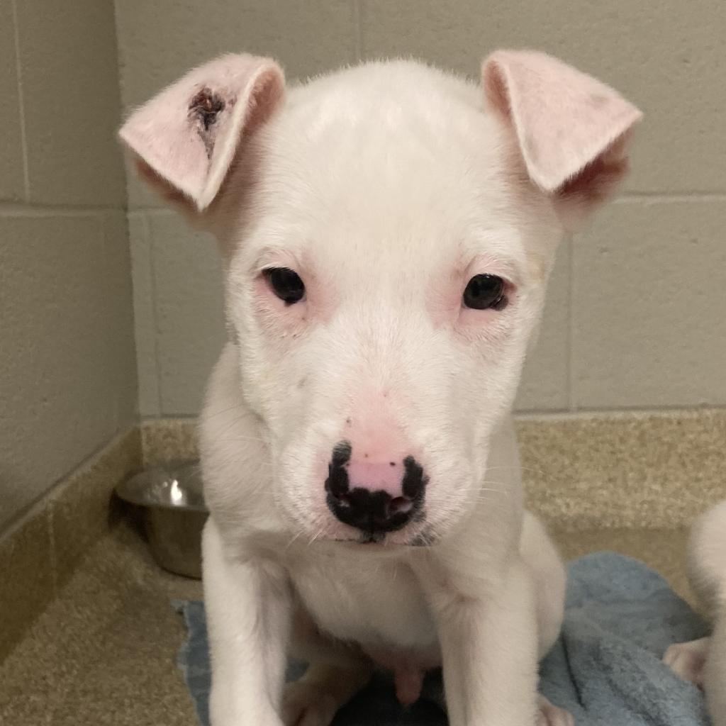 Enlarge Zero, a Adoptable Pit Bull Terrier in Bristol, IN image 3/6