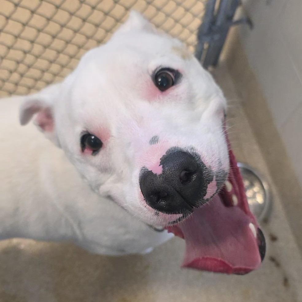 Enlarge Zero, a Adoptable Pit Bull Terrier in Bristol, IN image 4/6