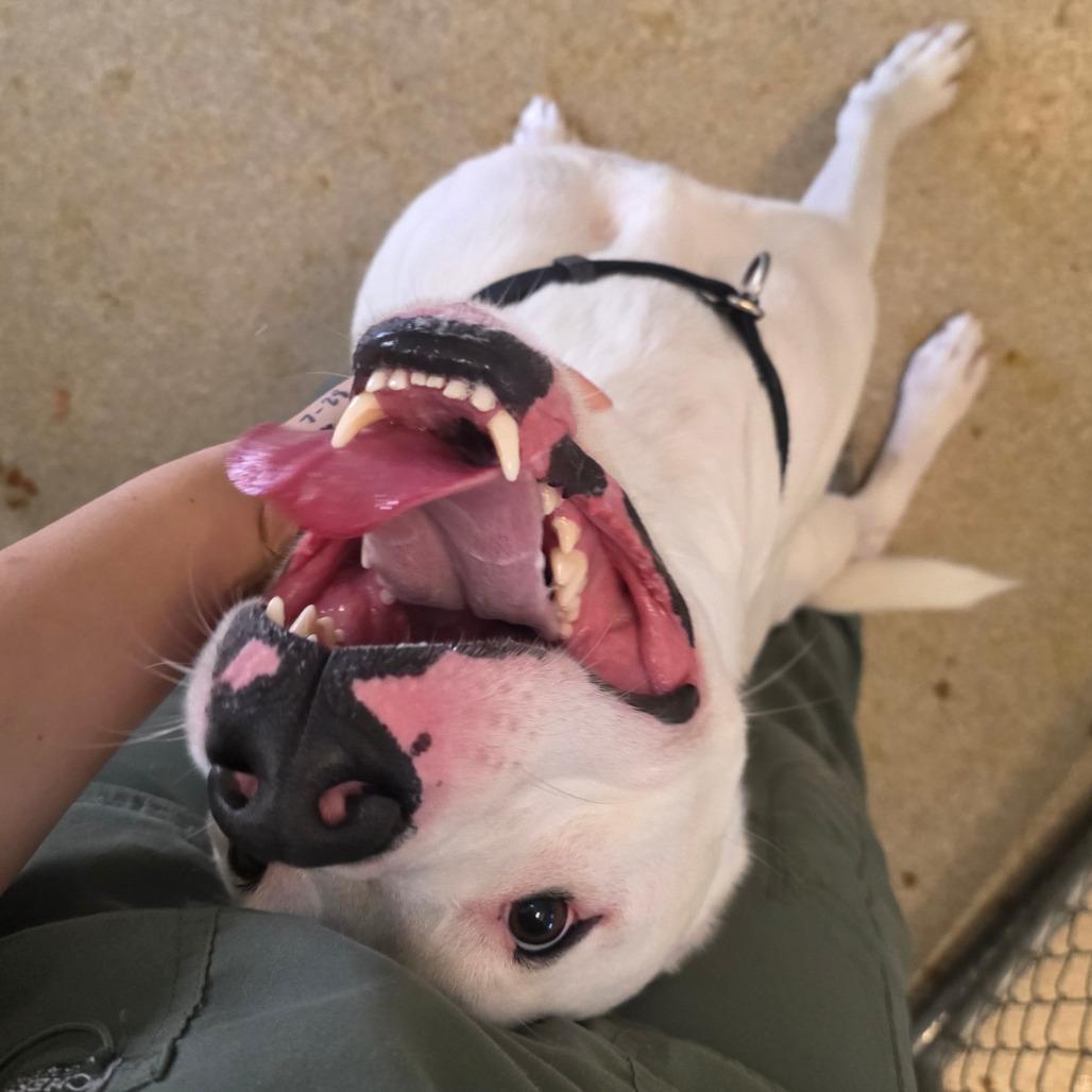 Enlarge Zero, a Adoptable Pit Bull Terrier in Bristol, IN image 5/6