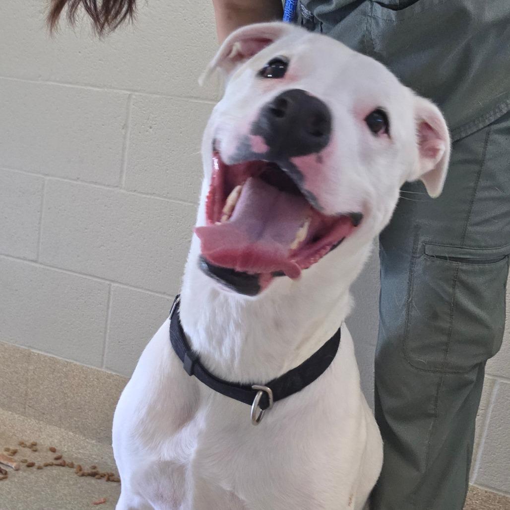 Enlarge Zero, a Adoptable Pit Bull Terrier in Bristol, IN image 6/6