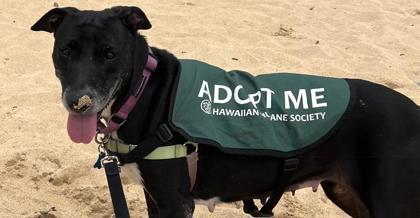 Amor, Adoptable, Senior Female Labrador Retriever & Mixed Breed.