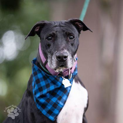 Enlarge Amor, a Adoptable mixed breed in Honolulu, HI image 2/3