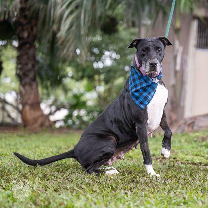 Enlarge Amor, a Adoptable mixed breed in Honolulu, HI image 3/3