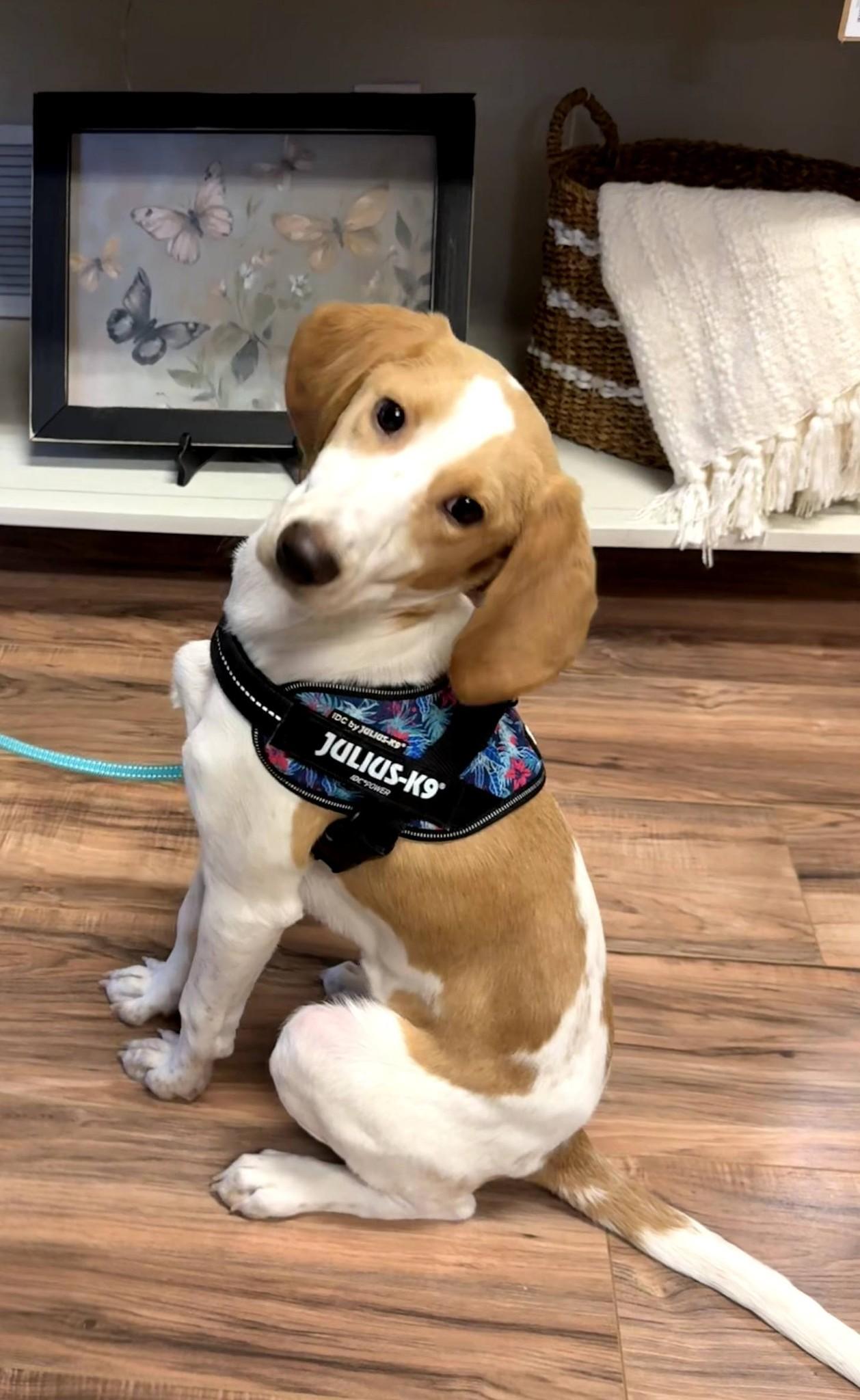 Enlarge Shammy, a ADOPTABLE American Foxhound in East Sparta, OH image 2/5