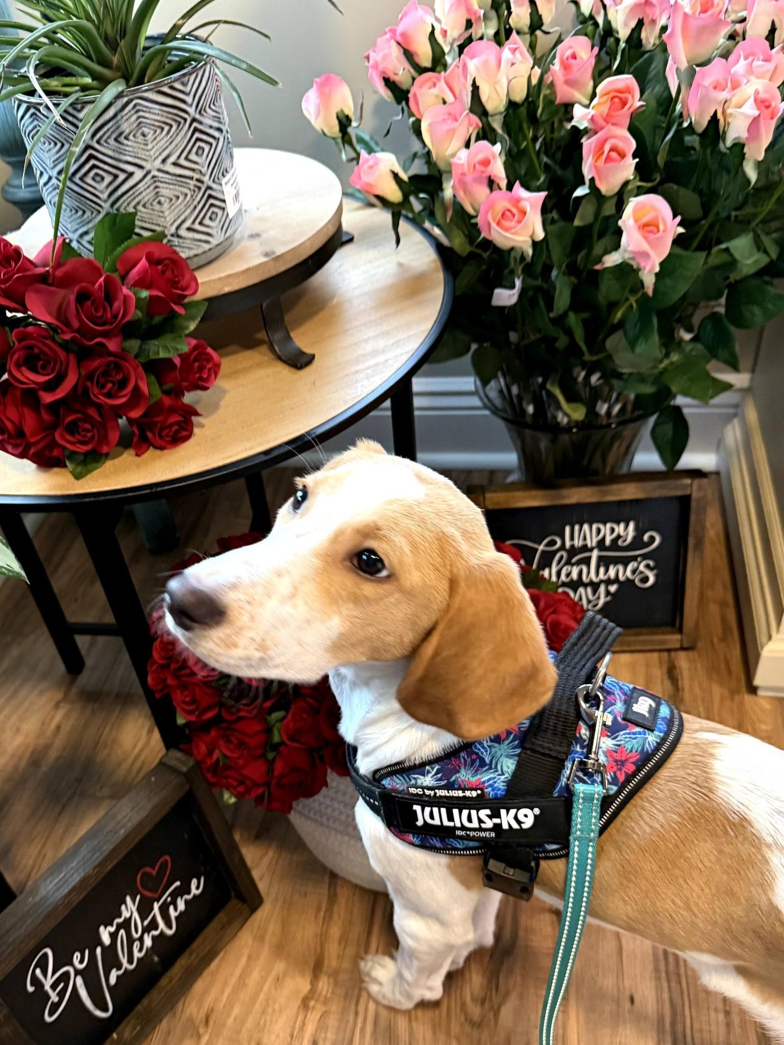 Enlarge Shammy, a ADOPTABLE American Foxhound in East Sparta, OH image 3/5