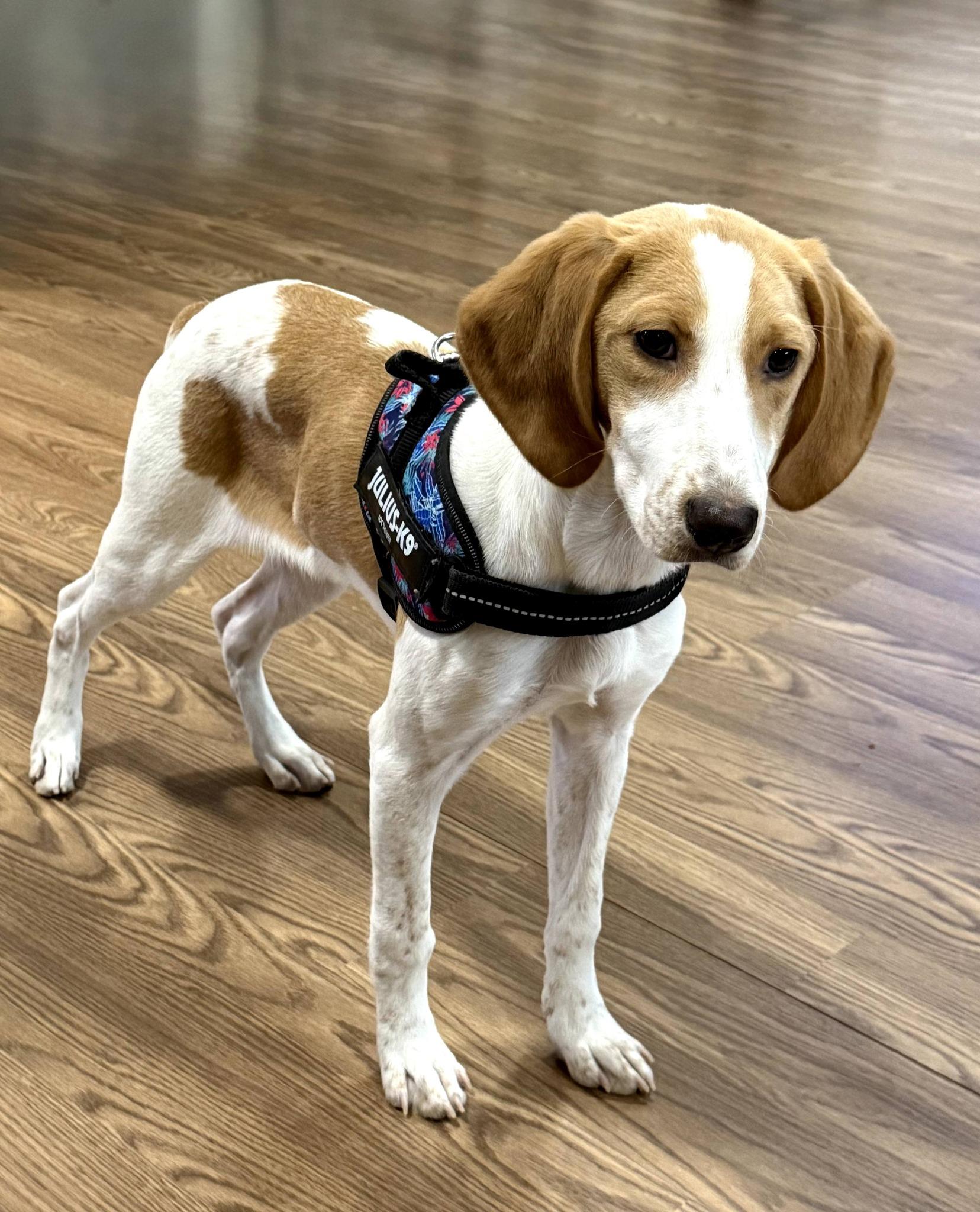 Enlarge Shammy, a ADOPTABLE American Foxhound in East Sparta, OH image 4/5