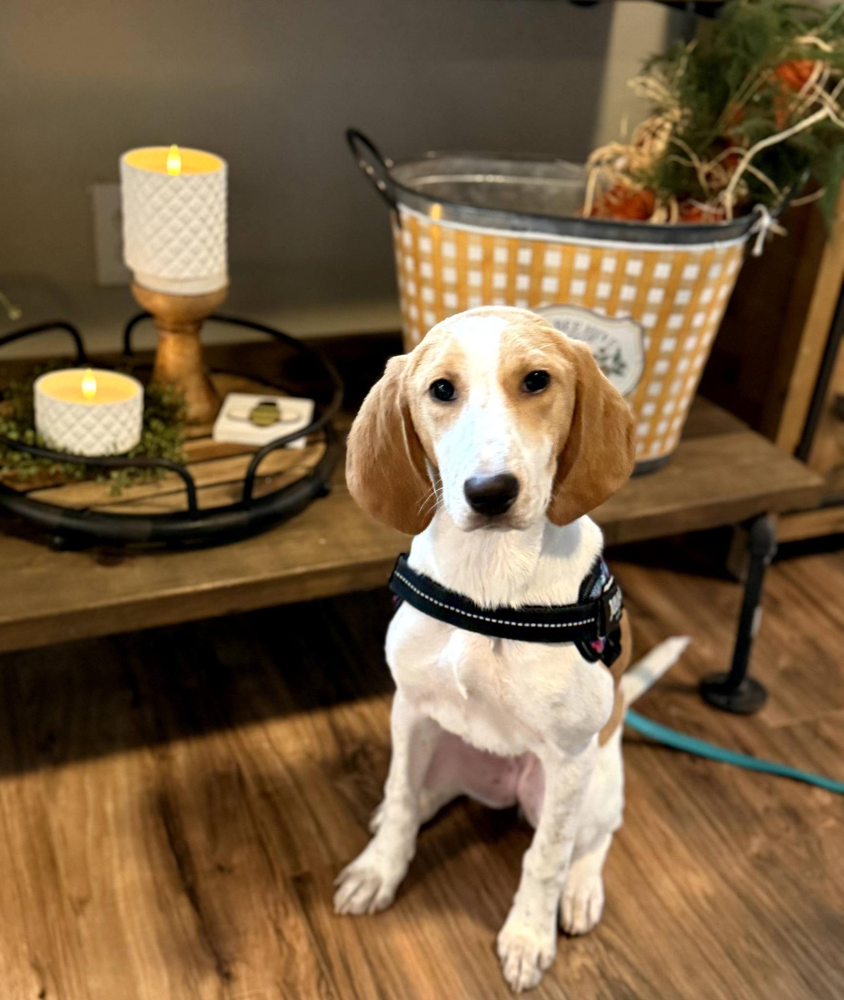 Shammy, ADOPTABLE, Puppy Female American Foxhound.