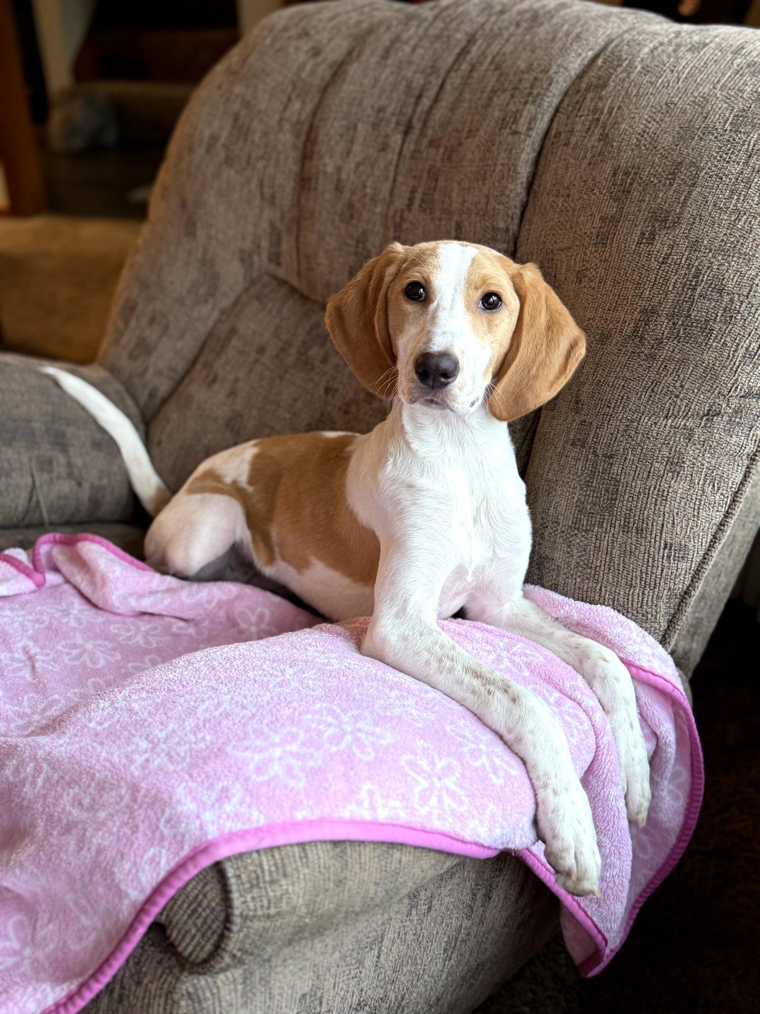 Enlarge Shammy, a ADOPTABLE American Foxhound in East Sparta, OH image 5/5