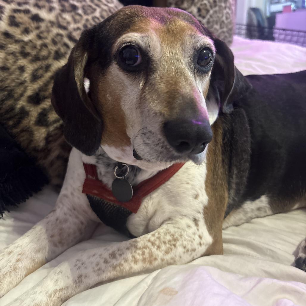 Mortimer, Adoptable, Adult Male Hound & Mixed Breed.