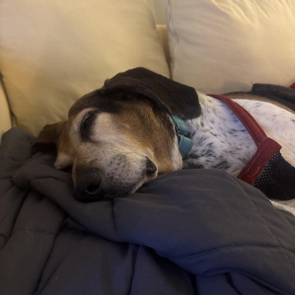 Mortimer, a Adoptable mixed breed in Fredericksburg, VA image 2/4