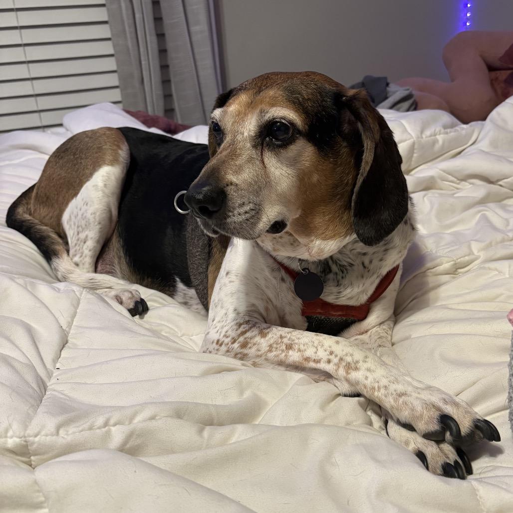 Mortimer, a Adoptable mixed breed in Fredericksburg, VA image 3/4