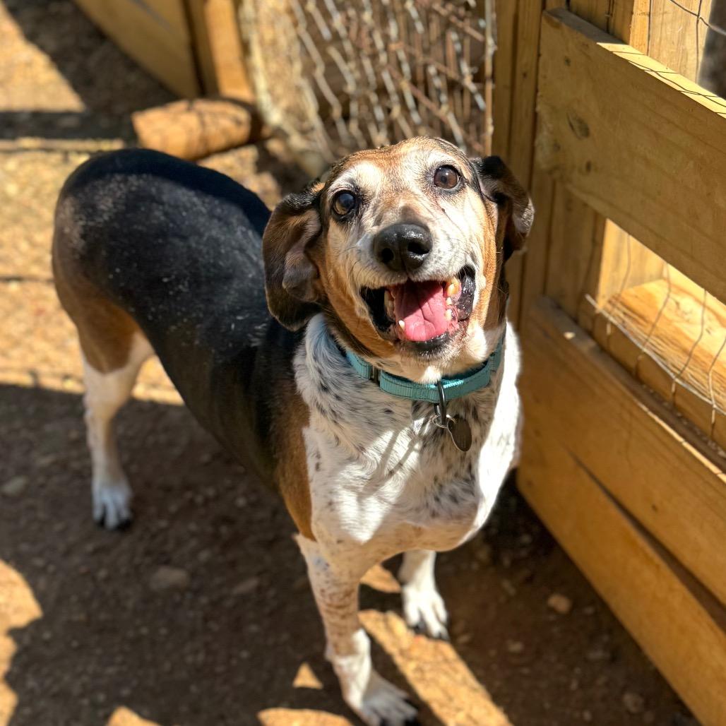 Mortimer, a Adoptable mixed breed in Fredericksburg, VA image 4/4