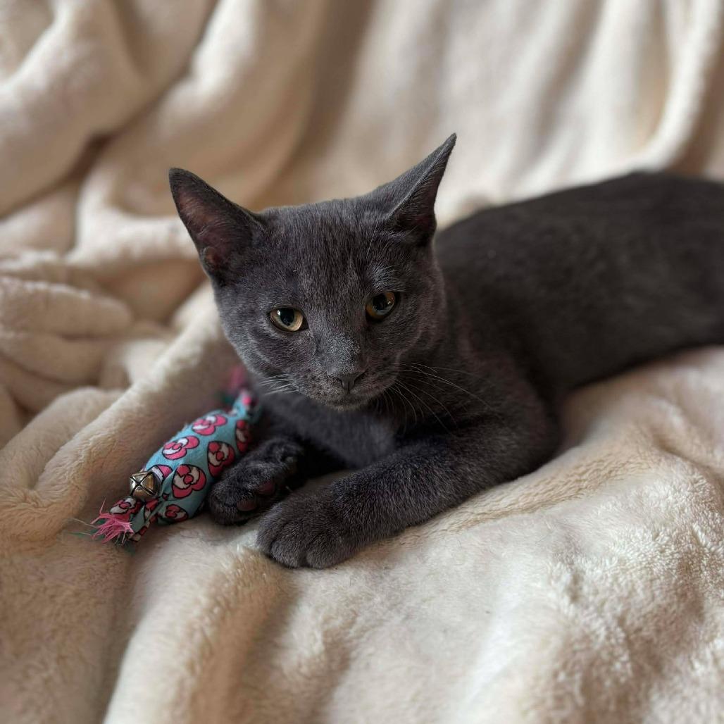 Enlarge Baby Wasabi, a Adoptable Domestic Short Hair in Plainfield, IL image 1/6