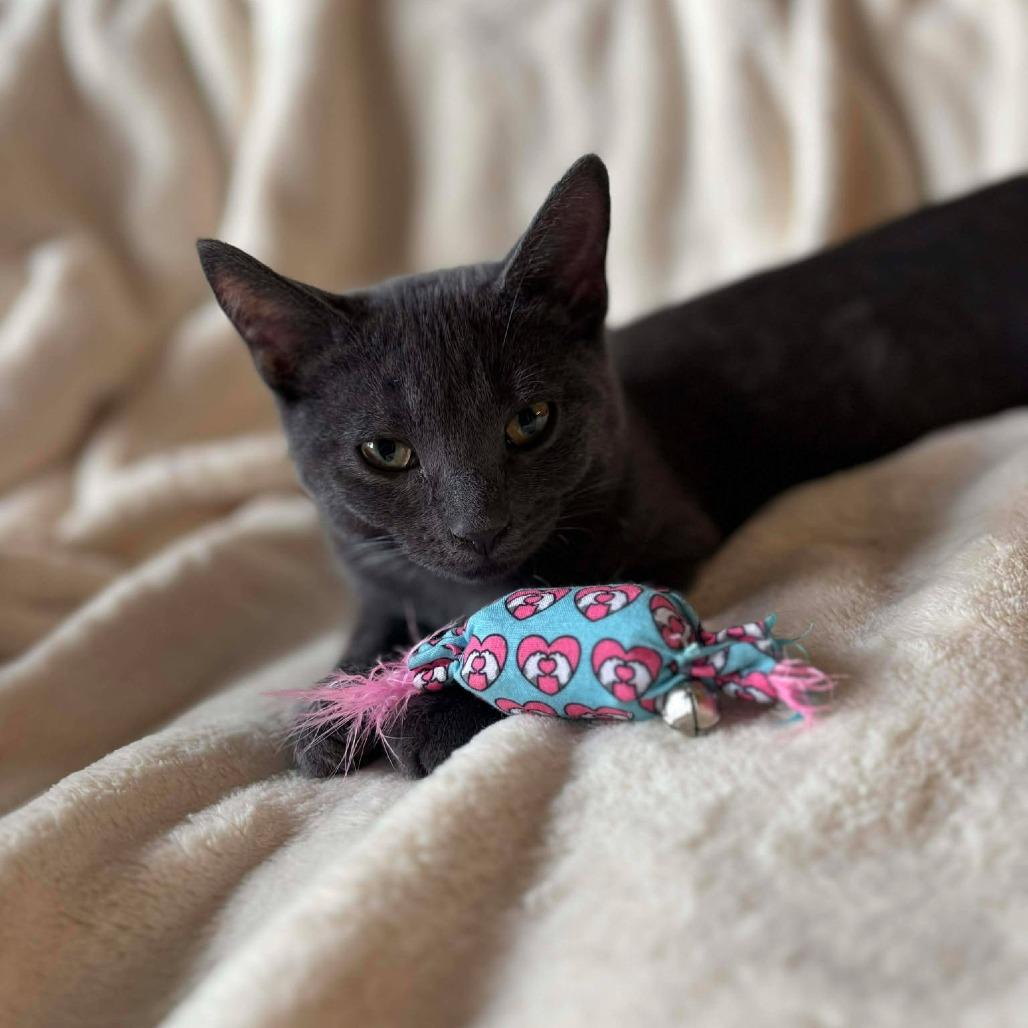 Enlarge Baby Wasabi, a Adoptable Domestic Short Hair in Plainfield, IL image 2/6