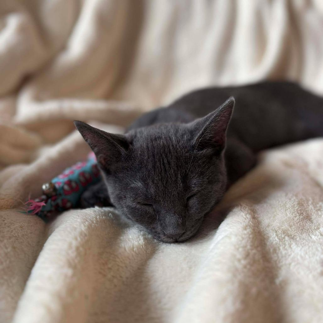 Enlarge Baby Wasabi, a Adoptable Domestic Short Hair in Plainfield, IL image 3/6