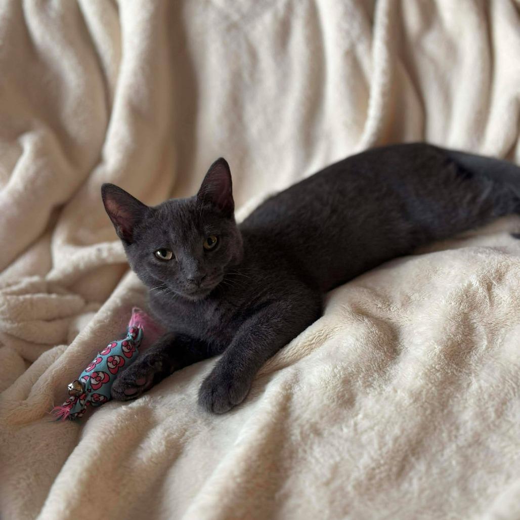 Enlarge Baby Wasabi, a Adoptable Domestic Short Hair in Plainfield, IL image 4/6