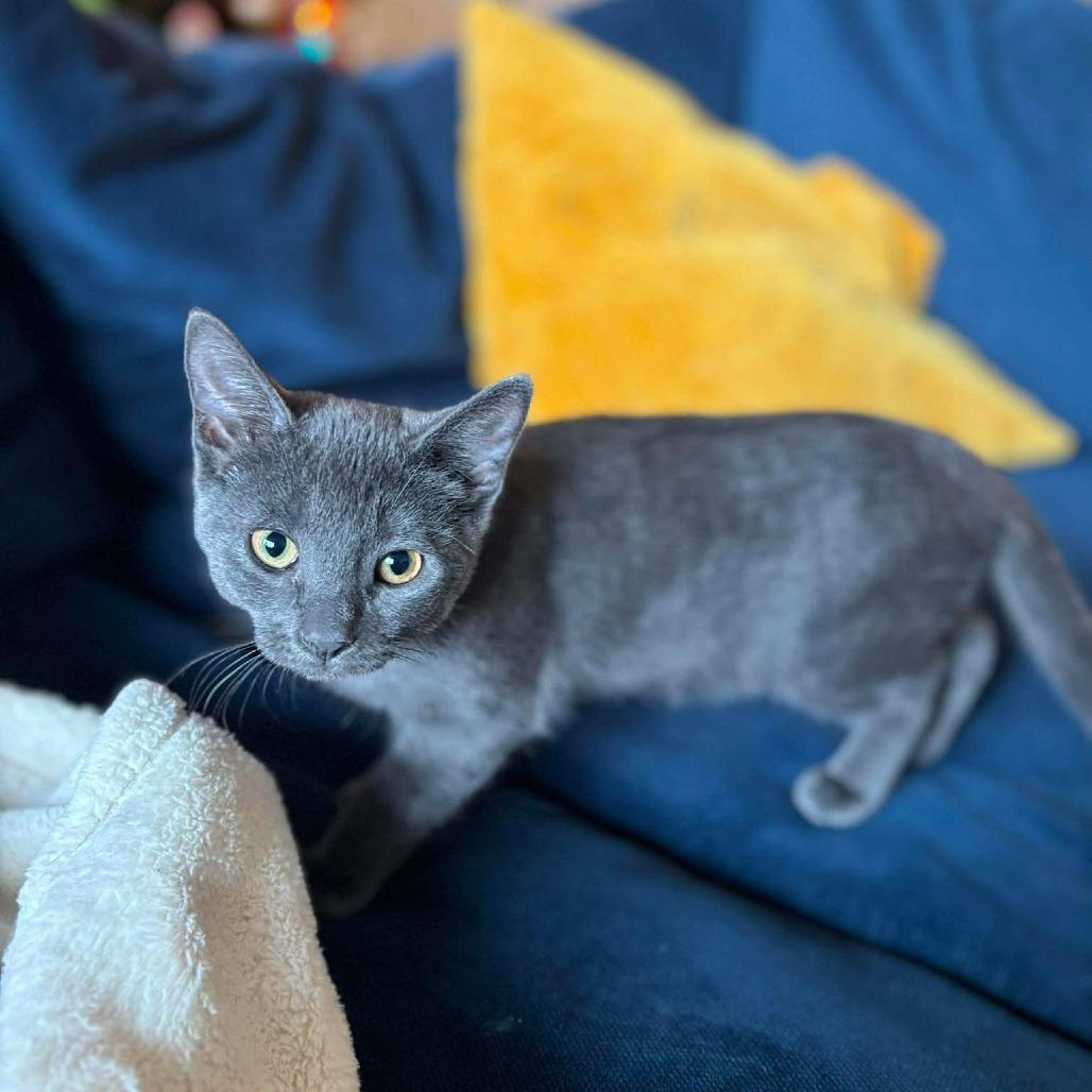 Enlarge Baby Wasabi, a Adoptable Domestic Short Hair in Plainfield, IL image 5/6