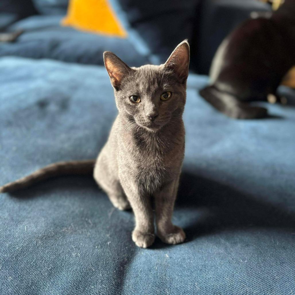 Enlarge Baby Wasabi, a Adoptable Domestic Short Hair in Plainfield, IL image 6/6