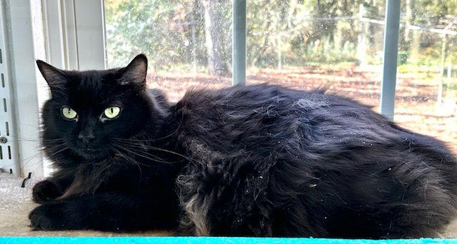 Enlarge Jack, a Adoptable Domestic Long Hair in Winton, NC image 1/3