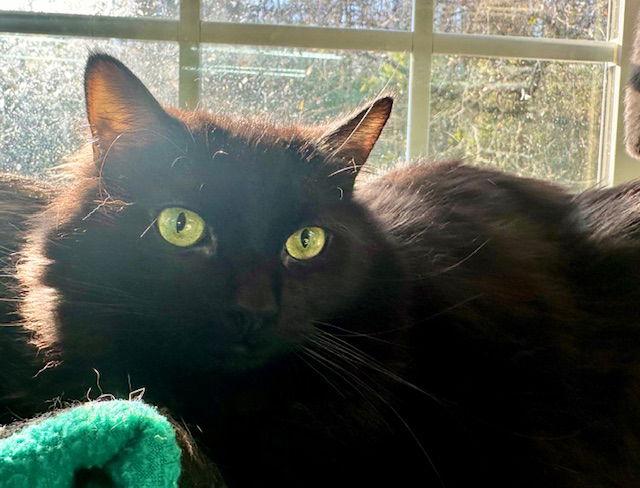 Enlarge Jack, a Adoptable Domestic Long Hair in Winton, NC image 2/3