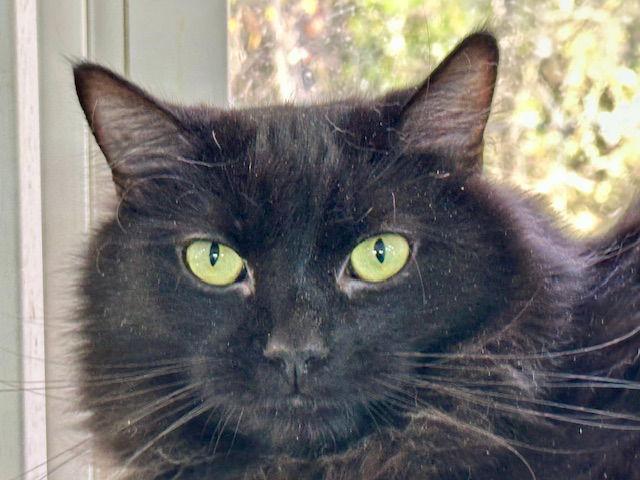 Enlarge Jack, a Adoptable Domestic Long Hair in Winton, NC image 3/3