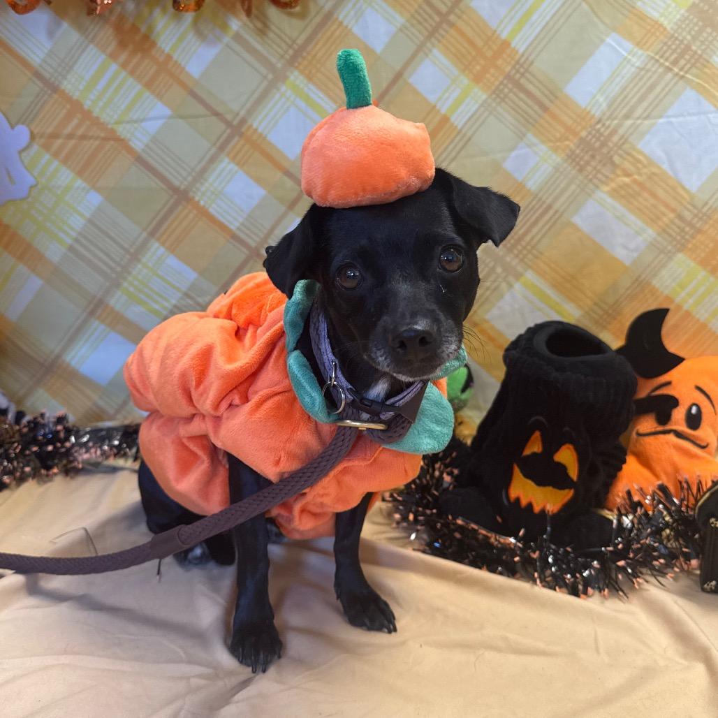 Enlarge Mindy, a Adoptable Chihuahua in Santa Barbara, CA image 1/4